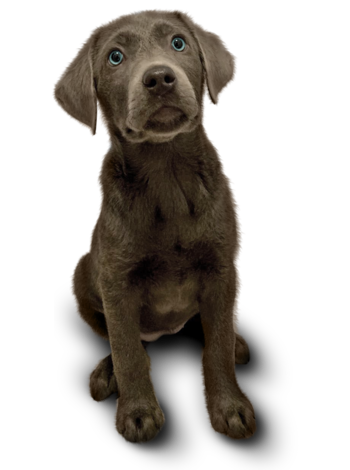 Junger Labrador namens Pepper